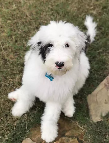 Sheepadoodles