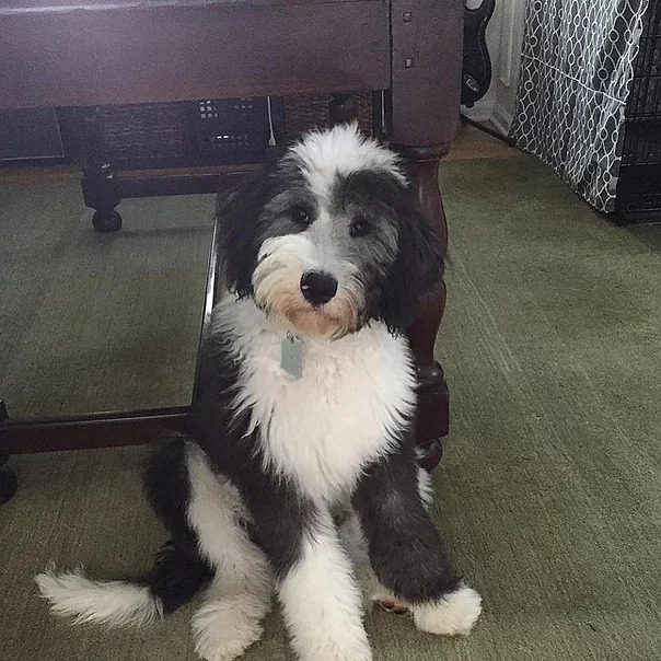 Best Sheepadoodle Puppies