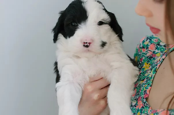 Sheepadoodle Puppies Near Me