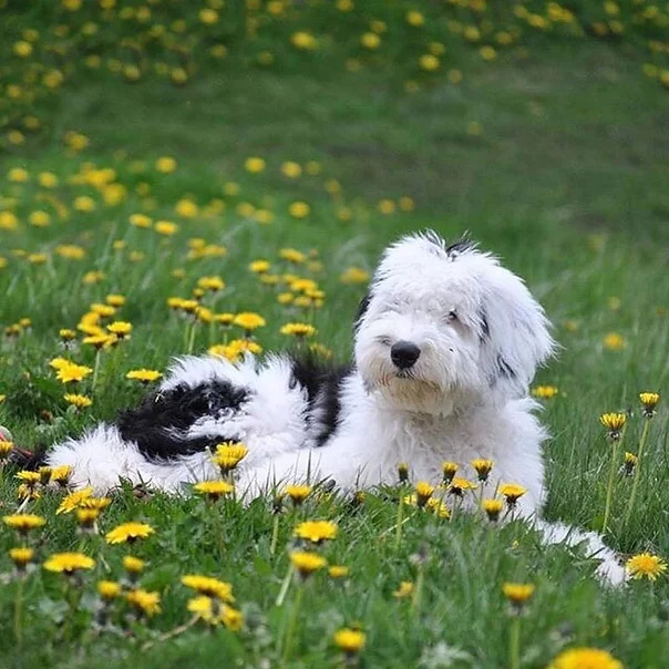 sheepadoodle puppies for sale auburn